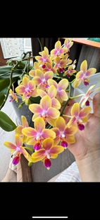 不带花剑 2.8寸杯 蝴蝶兰 金树二代