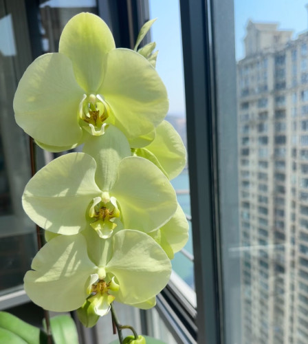 蝴蝶兰【绿帝王】2.8寸杯 带花剑