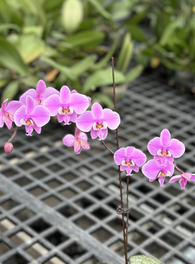 蝴蝶兰 【M405 西雷利】玫瑰香 1.7寸杯宝宝苗