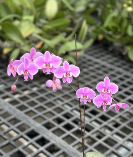 蝴蝶兰 【M405 西雷利】玫瑰香 1.7寸杯宝宝苗