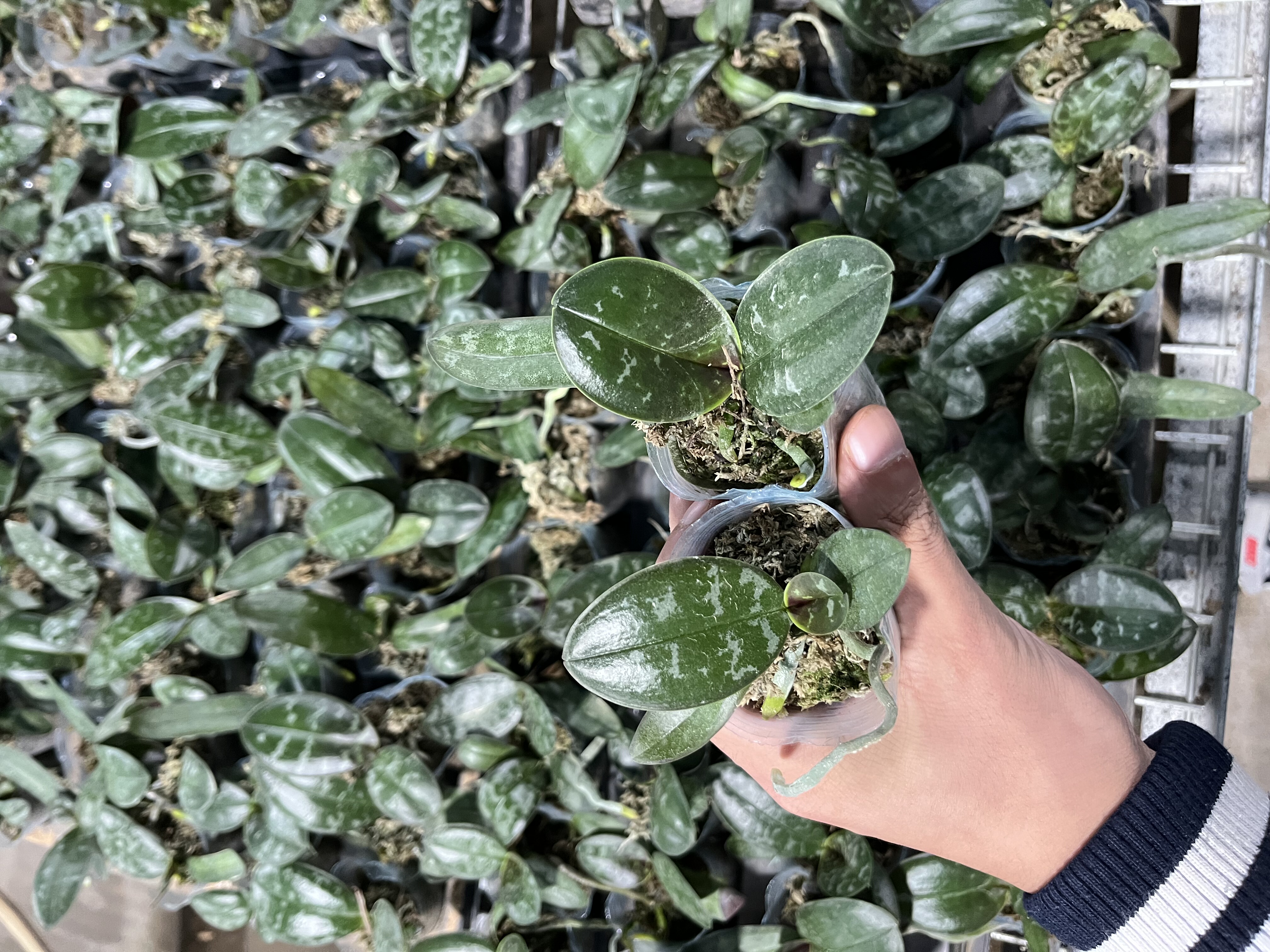 蝴蝶兰宝宝苗【虎斑西蕾利】1.7寸杯 微瑕 苗不大