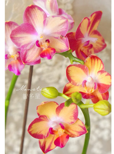 蝴蝶兰【智多星】2.8寸杯 不带花剑 带香味