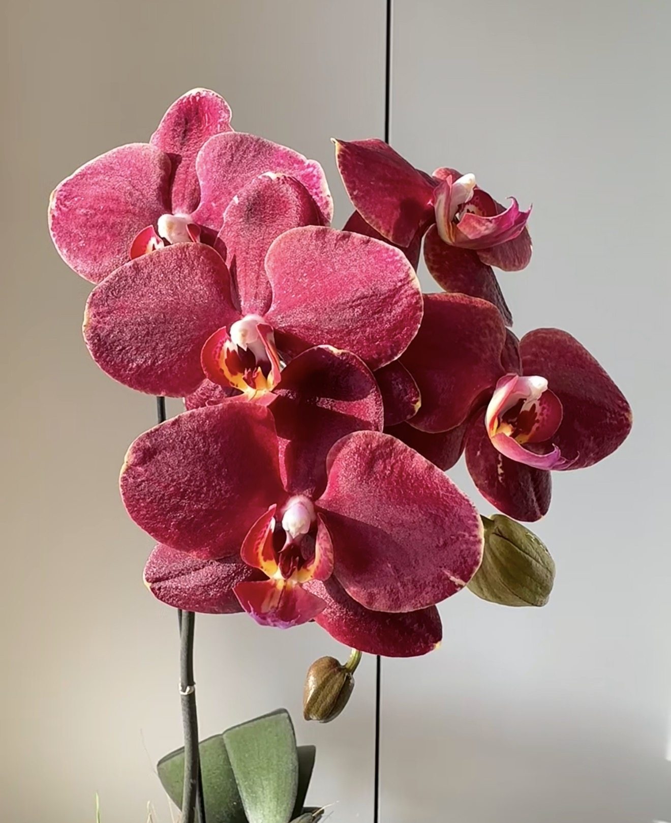 任意两颗包邮蝴蝶兰【拉菲】1.7寸杯宝宝苗,鲜花速递/花卉仿真/绿植园艺,国兰/杂交兰/洋兰类,淘宝优惠券,粉丝福利购,淘宝优惠卷