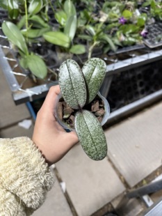 蝴蝶兰 西雷利(叶子不怎么银的银叶西) 2.5寸杯 不带花剑