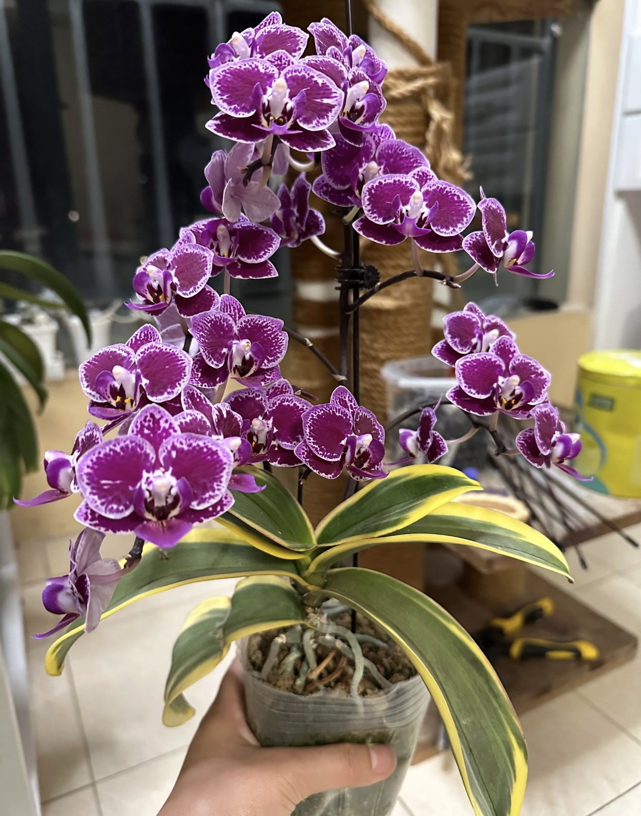 蝴蝶兰【金边蔓越莓】2.8寸杯 不带花剑