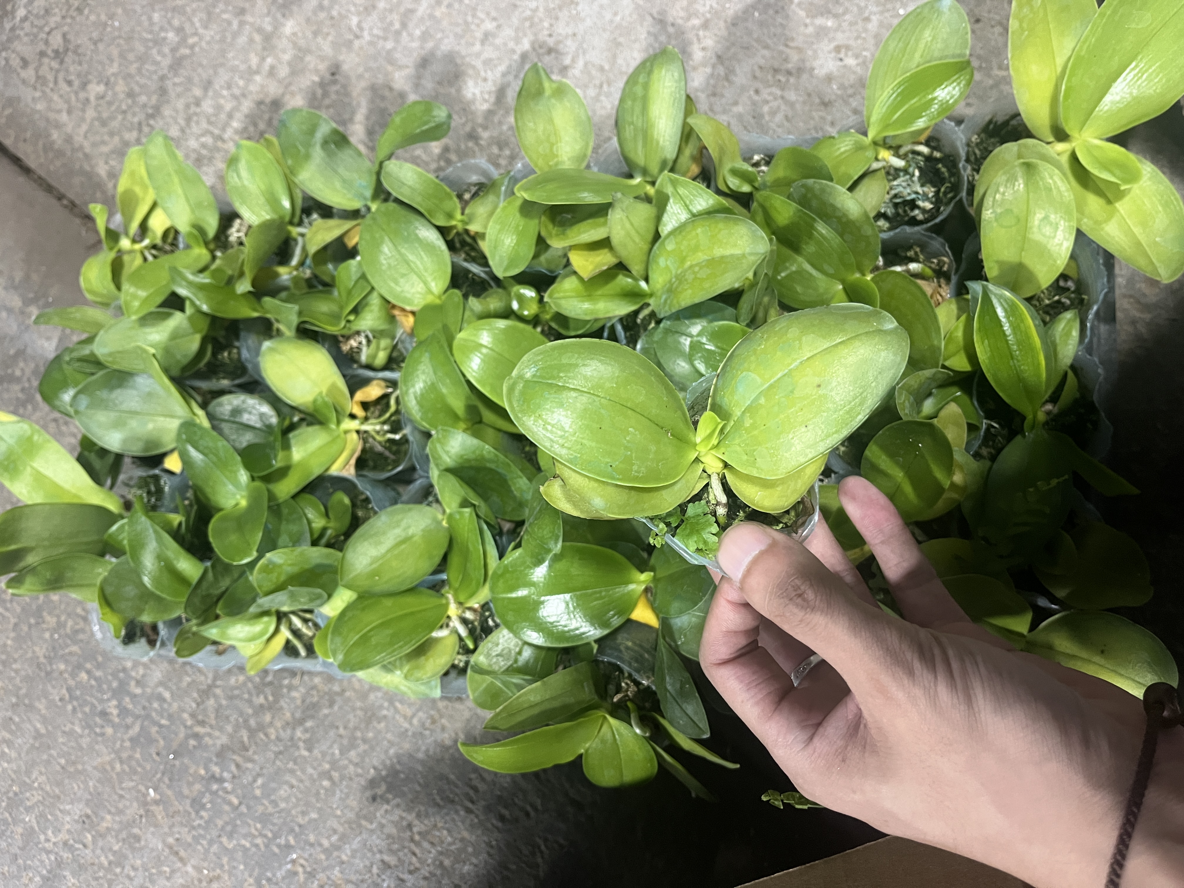 8.8元一颗瑕疵处理蝴蝶兰【1.7寸圆叶原生苗】叶损无售后售后拉黑