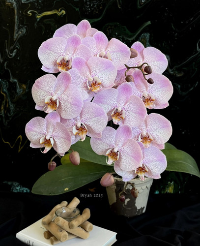 蝴蝶兰【奥尔堡】3.5寸杯 不带花剑