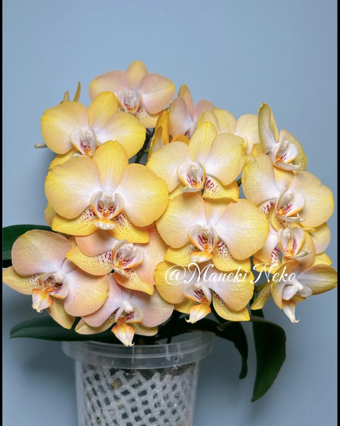 蝴蝶兰【CH2405 哈密瓜】2.8寸杯 不带花剑 开花有香,鲜花速递/花卉仿真/绿植园艺,国兰/杂交兰/洋兰类,淘宝优惠券,粉丝福利购,淘宝优惠卷