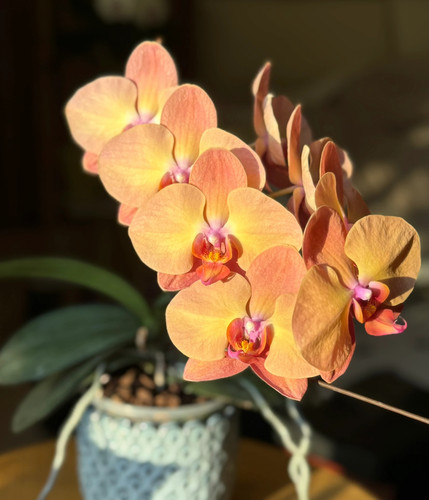 蝴蝶兰【霞光•落日宝珠】2.8寸杯 不带花剑