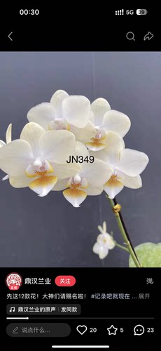 蝴蝶兰【鼎汉JN349】2.5寸杯 不带花剑 剪过春梗