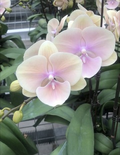 蝴蝶兰【黄袍】2.8寸杯 不带花剑