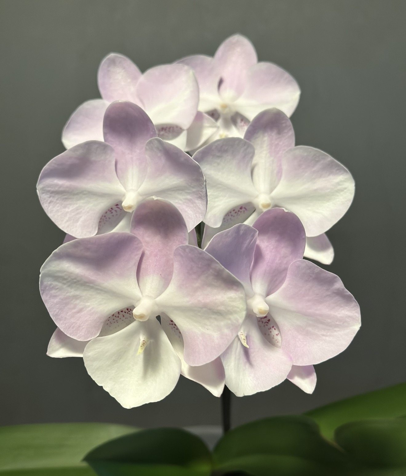 蝴蝶兰（威尼斯）2.8寸杯 带花剑,鲜花速递/花卉仿真/绿植园艺,国兰/杂交兰/洋兰类,淘宝优惠券,粉丝福利购,淘宝优惠卷