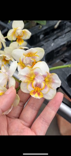 蝴蝶兰【考拉-koala】小翅膀两眼2.8寸杯 不带花剑