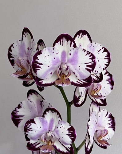 蝴蝶兰【哈根达斯】2.8寸杯叶子带闪边 苗不壮 有概率返祖