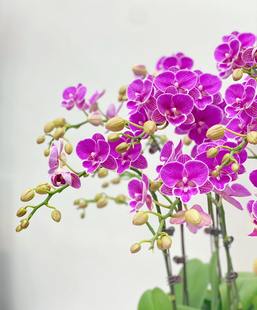 不带花剑 3.0寸加高杯 一点瑕疵 红豆大舌头 蝴蝶兰