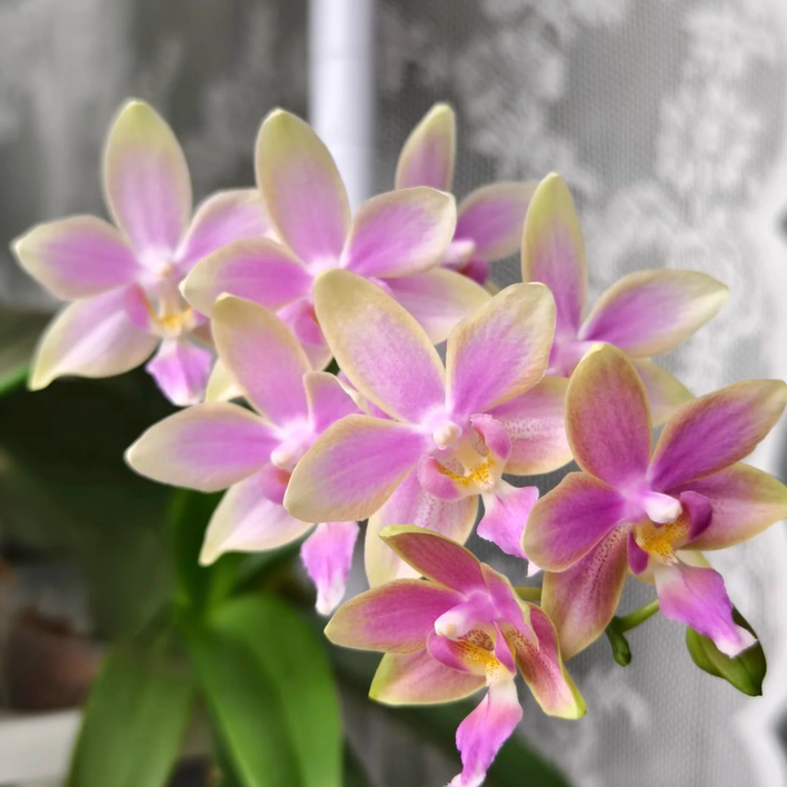 蝴蝶兰 金树一代 3.0加高杯 不带花剑