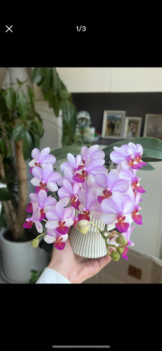 1.7寸杯 贝瑞王子 蝴蝶兰宝宝苗小花型不带花剑