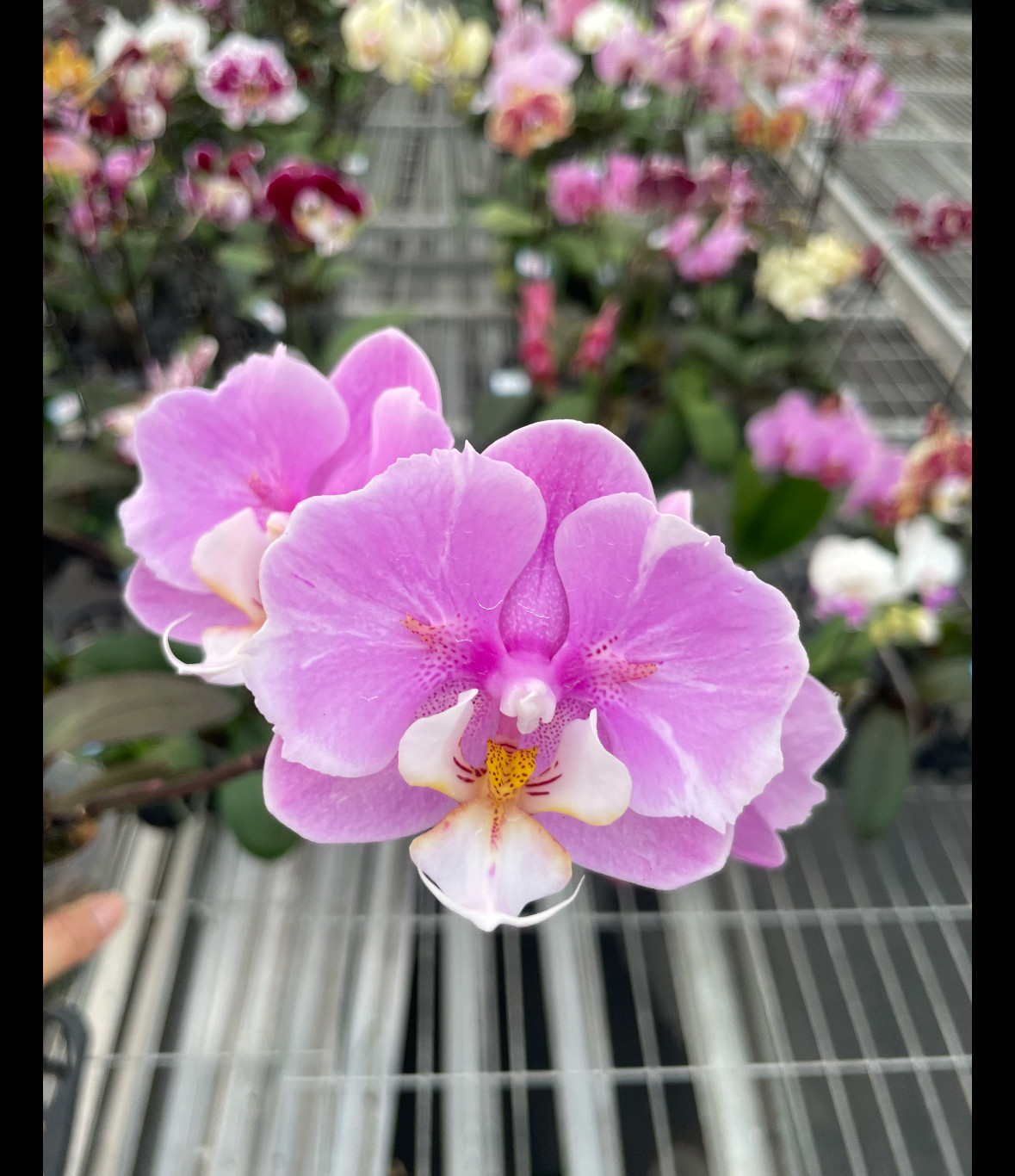 蝴蝶兰【两眼蕾丝安娜】1.7寸宝宝苗 不带花剑 有概率返祖,鲜花速递/花卉仿真/绿植园艺,国兰/杂交兰/洋兰类,淘宝优惠券,粉丝福利购,淘宝优惠卷