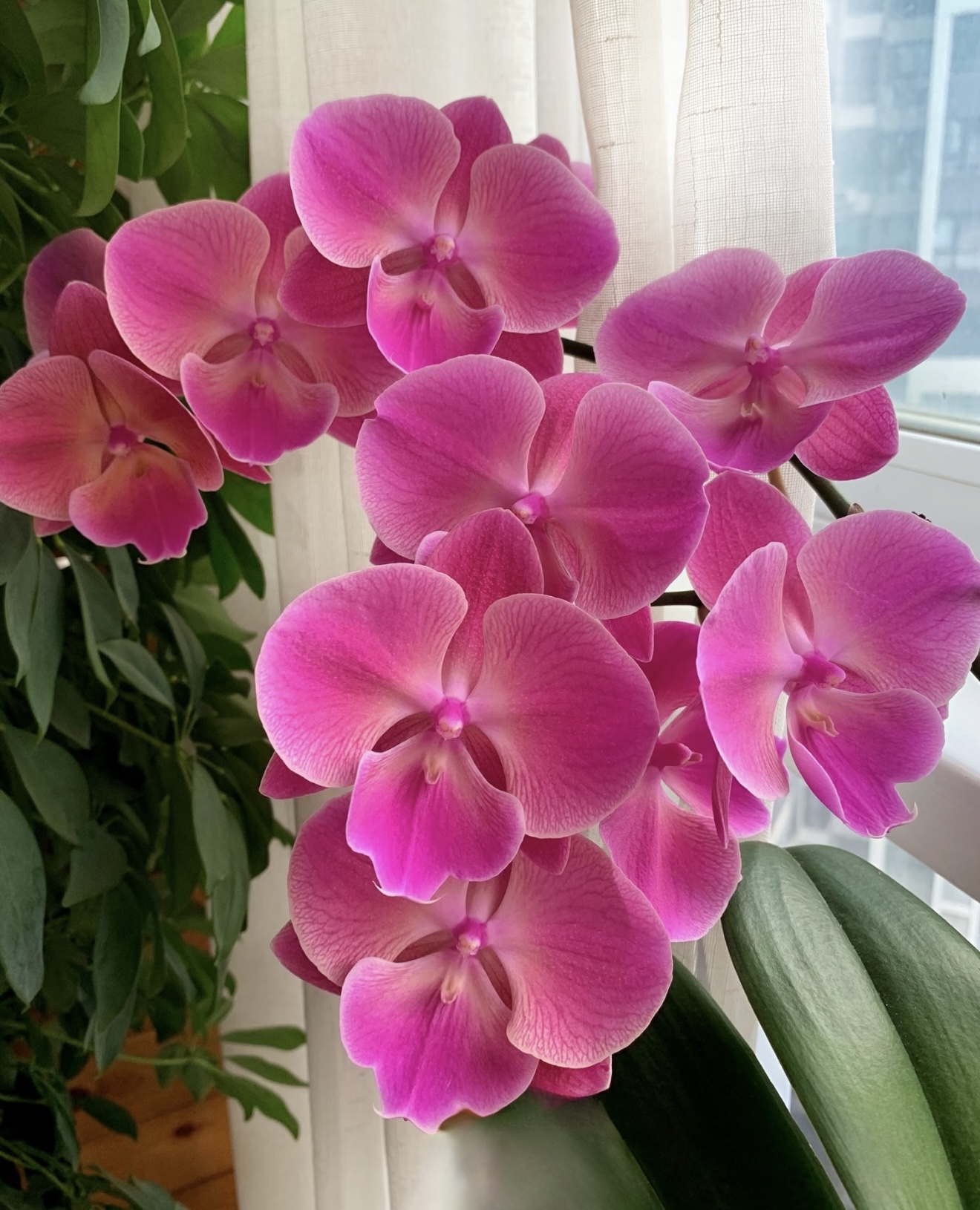 一颗不发 蝴蝶兰【0783】3.0加高杯 不带花剑 微瑕