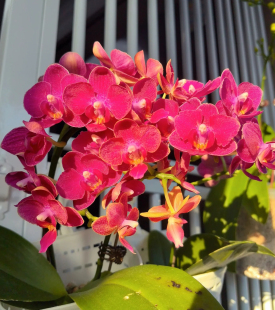 带双花剑 2.8寸杯 开花有香 甜心公主 蝴蝶兰