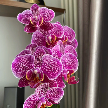 任意两颗包邮蝴蝶兰【法国斑】2.8寸杯 不带花剑,鲜花速递/花卉仿真/绿植园艺,国兰/杂交兰/洋兰类,淘宝优惠券,粉丝福利购,淘宝优惠卷