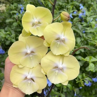 蝴蝶兰【香草冰激凌】3.0寸杯 带花剑 苗子大 有点晃头