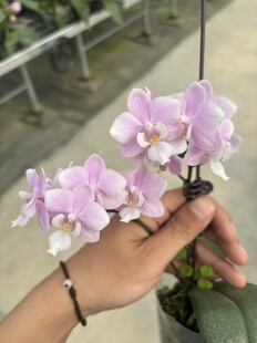 高货蝴蝶兰 浓香【椎名樱兰】3.0寸杯 带花剑