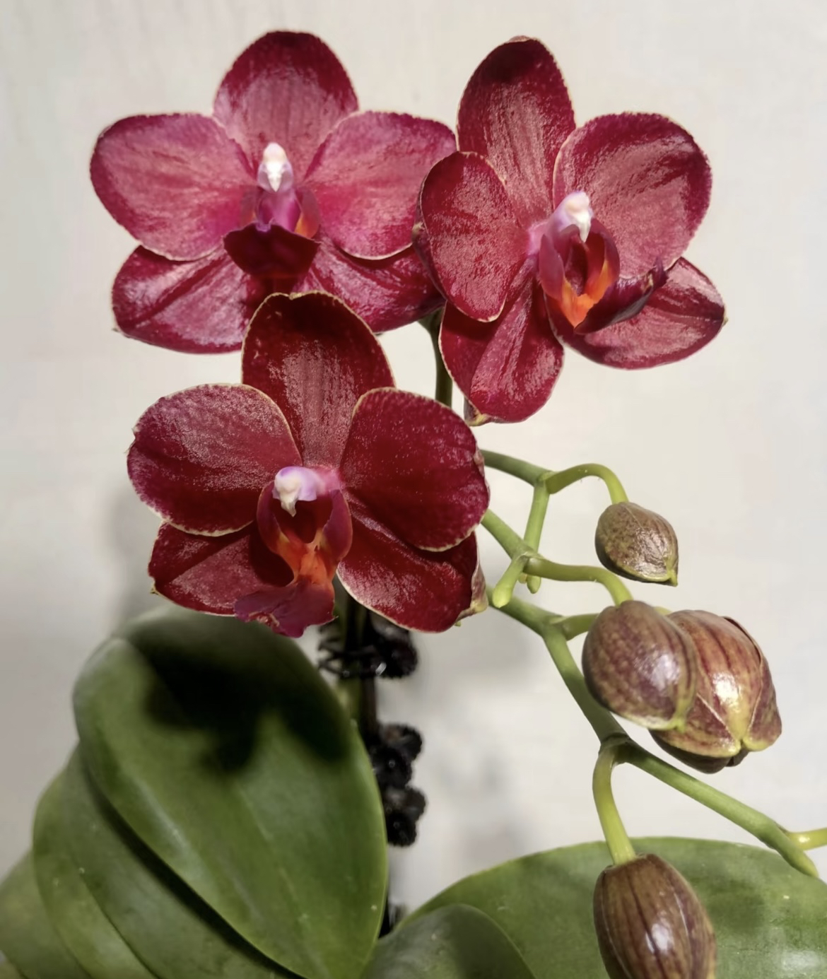 美杜莎  2.8寸杯不带剑 高货蝴蝶兰
