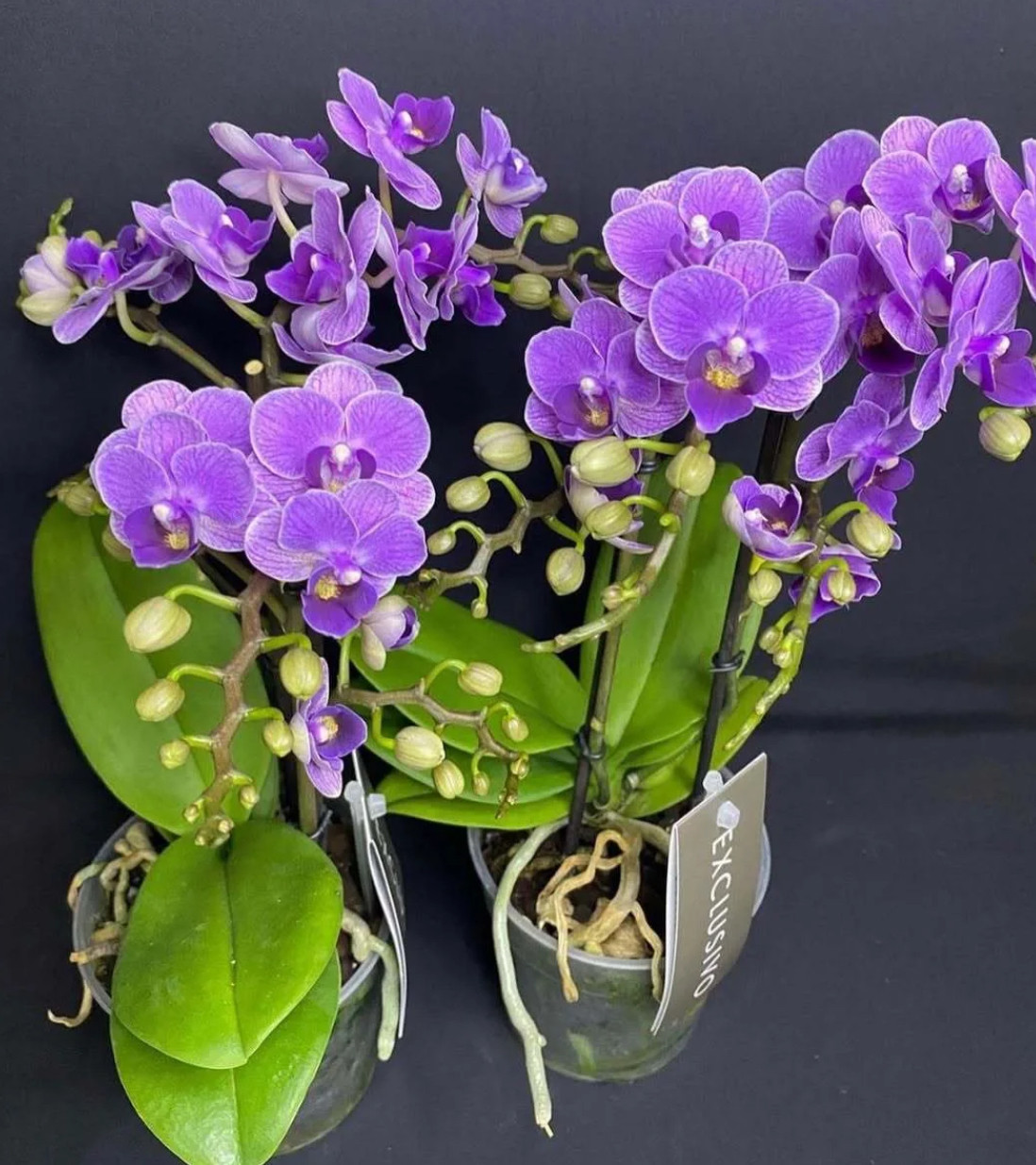 蝴蝶兰【欧洲小蓝】3.0寸加高杯 不带花剑 苗不大但根好,鲜花速递/花卉仿真/绿植园艺,国兰/杂交兰/洋兰类,淘宝优惠券,粉丝福利购,淘宝优惠卷