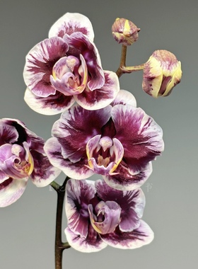 蝴蝶兰【雅风wudu娃娃】2.8寸杯 花剑刚破口 苗不大 刚升杯两个月