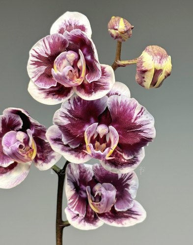 蝴蝶兰【雅风wudu娃娃】2.8寸杯 花剑刚破口 苗不大 刚升杯两个月