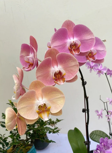蝴蝶兰【大鲑鱼】2.8寸杯 带花剑 叶损苗