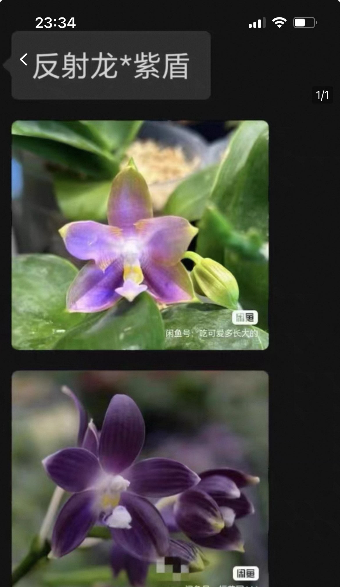 蝴蝶兰 原生种【反射龙交紫盾】1.7寸宝宝苗