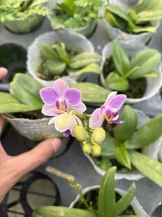 蝴蝶兰【超群蓝雀】2.8寸杯 带花剑(刚升杯两个月 苗小)