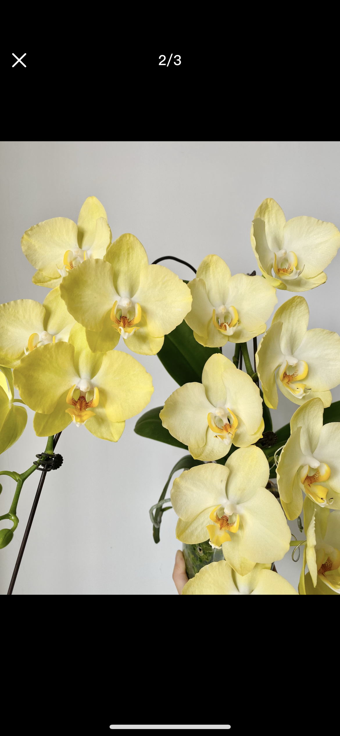 蝴蝶兰【菲拉拉】3.5寸杯 带花剑