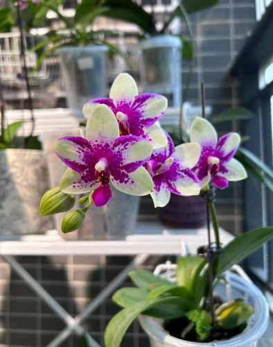 蝴蝶兰【紫钻】2.8寸杯 带花剑 开花有香 微瑕次