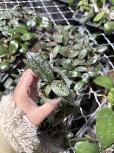 （任意两颗包邮）蝴蝶兰西雷利 带香味【M405交品】1.7寸杯宝宝苗