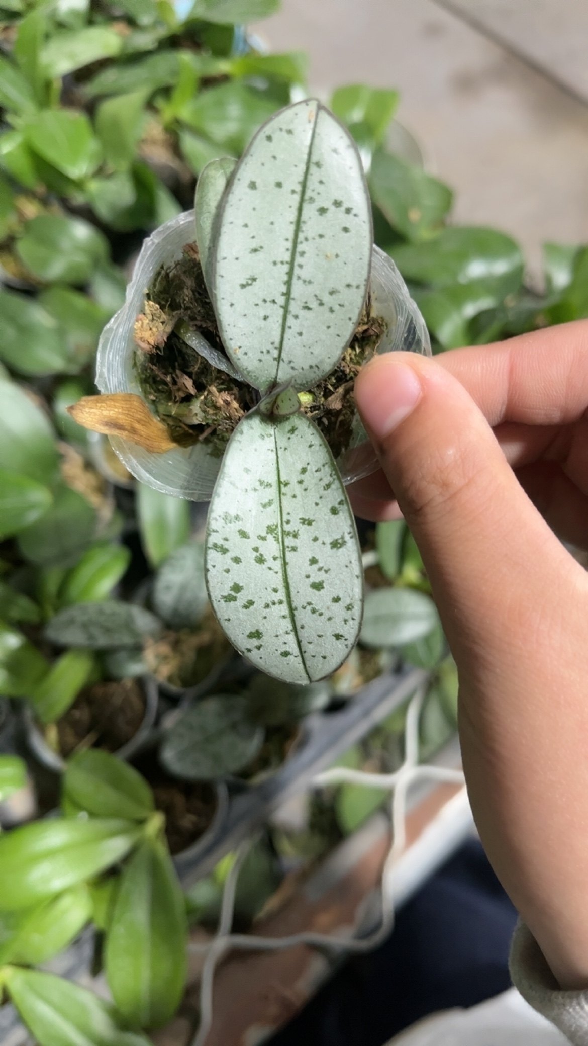 蝴蝶兰【银叶西】1.7寸杯宝宝苗,鲜花速递/花卉仿真/绿植园艺,国兰/杂交兰/洋兰类,淘宝优惠券,粉丝福利购,淘宝优惠卷