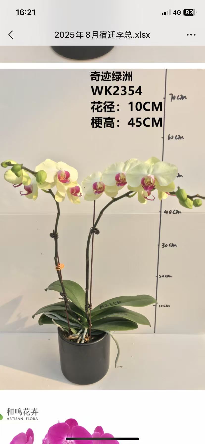蝴蝶兰奇迹绿洲2.8寸杯不带花剑