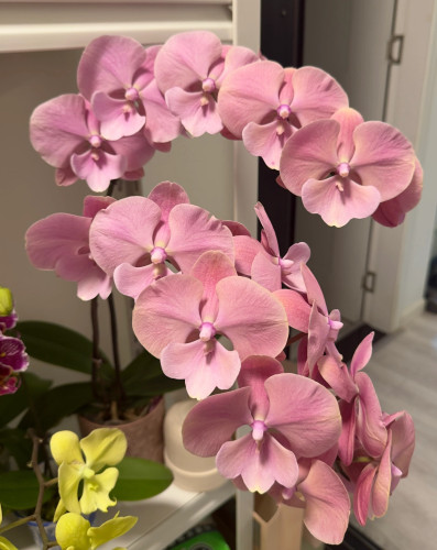 蝴蝶兰【骏橙】2.8寸杯 不带花剑