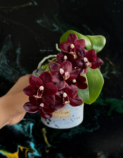 带多花剑发货 3.0加高杯 蝴蝶兰 夏目黑莓•OX1659