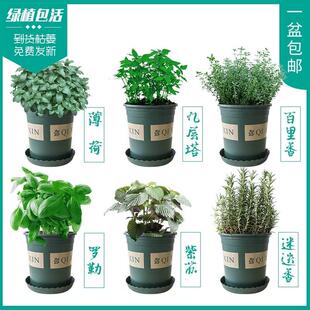 Parsley pot French parsley Parsley Parsley Parsley Fresh par