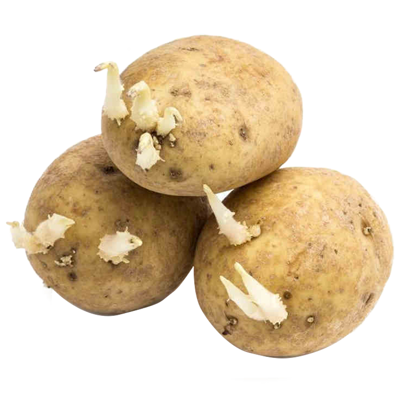 湖北恩施老品种高山自留蔬菜黄皮黄心马铃薯土豆种子带芽口感面糯