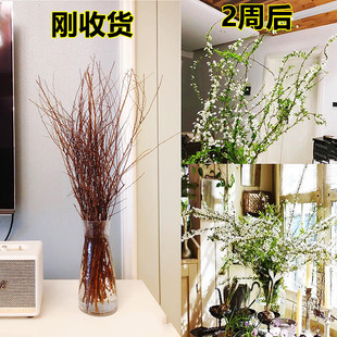 雪柳干枝水养鲜枝盆栽插花水培养植物室内办公室绿植好养水培花卉