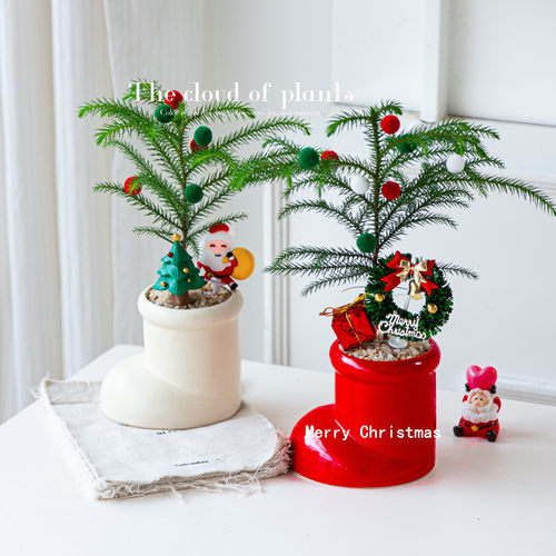 南洋杉圣诞树盆栽室内客厅桌面好养圣诞节装饰品绿植送人礼物摆件