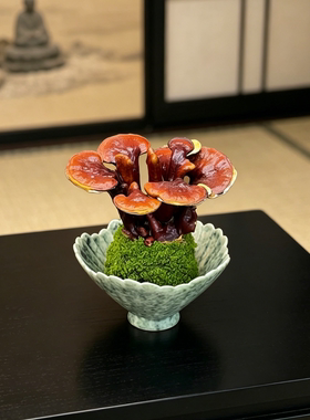 水培灵芝盆栽苔藓球绿植物办公室内茶室桌面小盆景创意摆件好养花