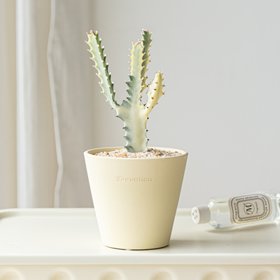 网红多肉白龙骨仙人掌盆栽办公室内桌面绿植耐旱懒人植物好养绿植