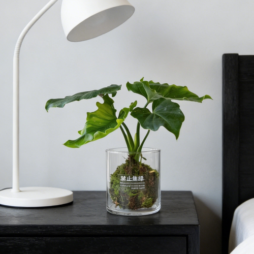 小春羽水培植物苔藓球绿植办公室内桌面摆件净化空气盆栽四季常青