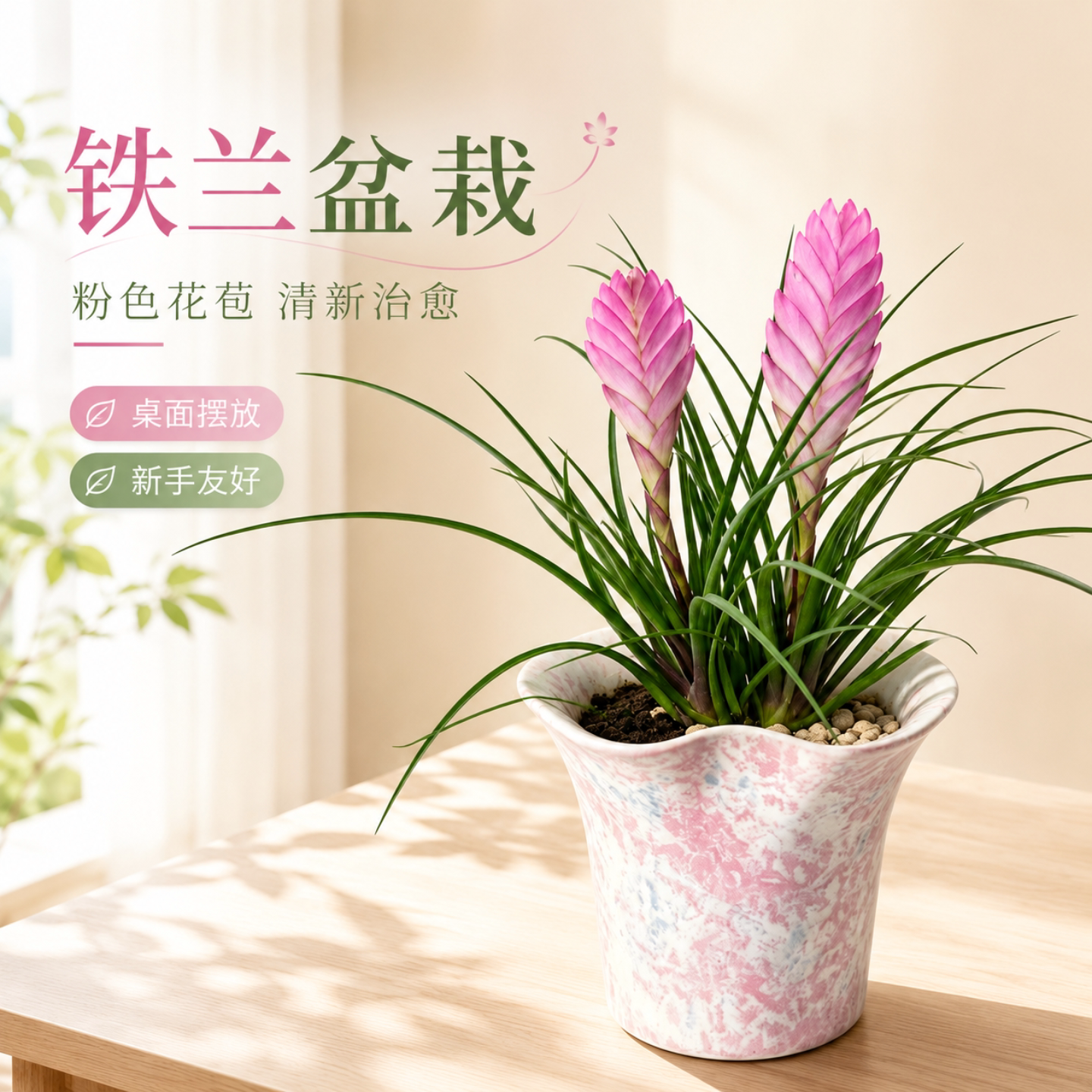 铁兰盆栽紫凤梨办公室内前台桌面绿植工位开花好养活懒人植物摆件图片