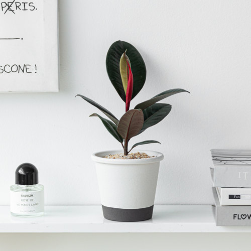 黑金刚橡皮树办公室内热植工位桌面绿植小盆栽客厅好养高级感植物